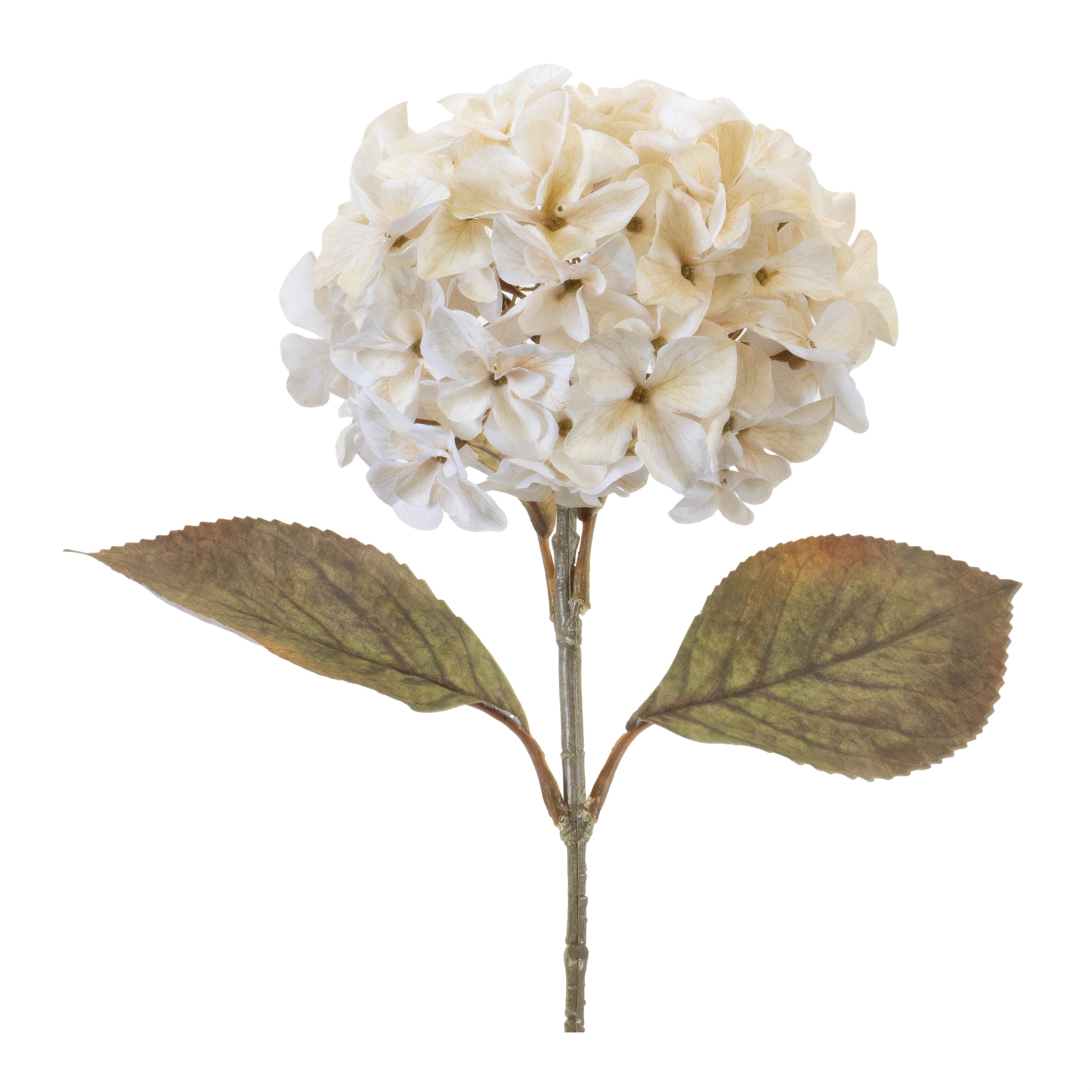 26.5" Dried Hydrangea Stem