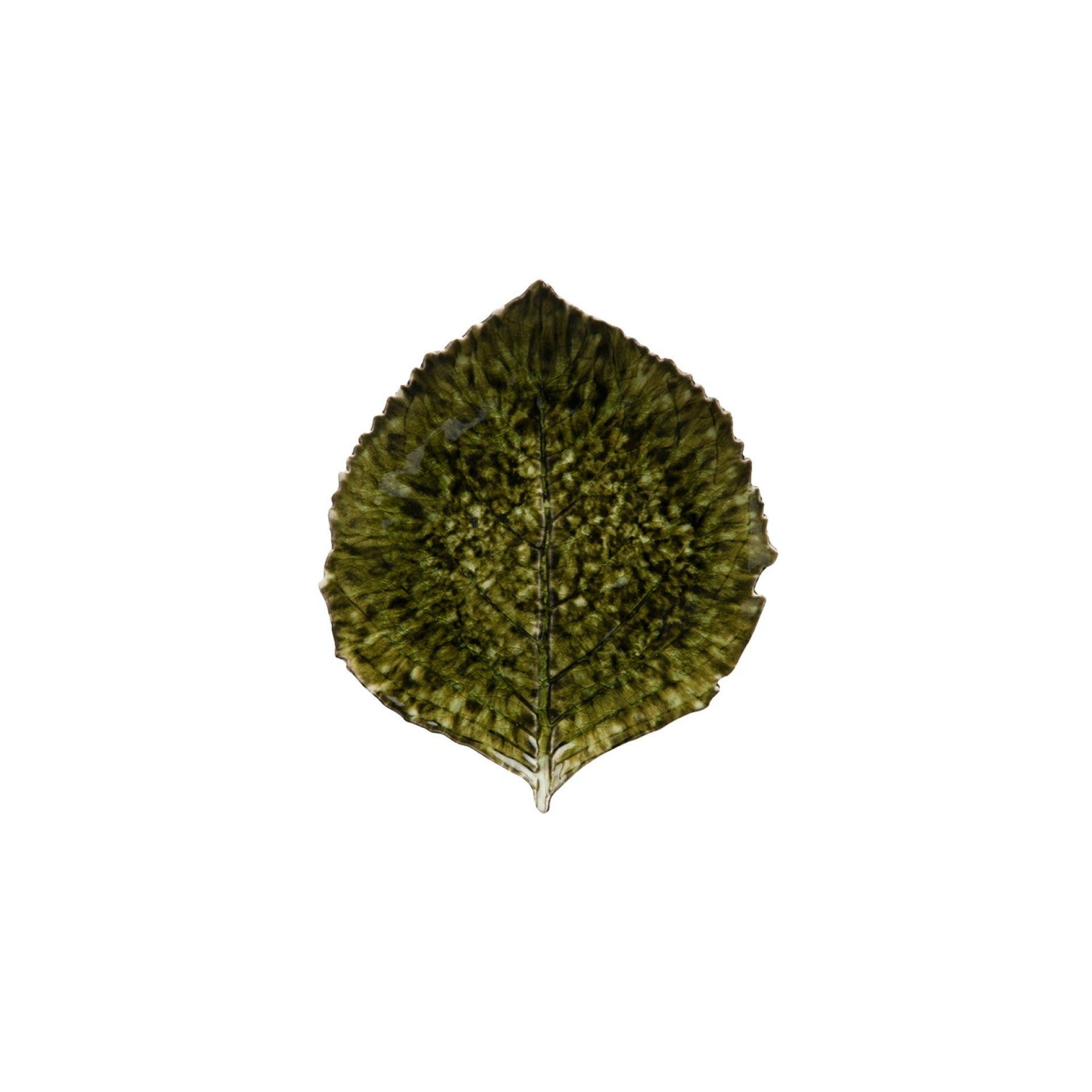 Riviera Hydrangea Leaf