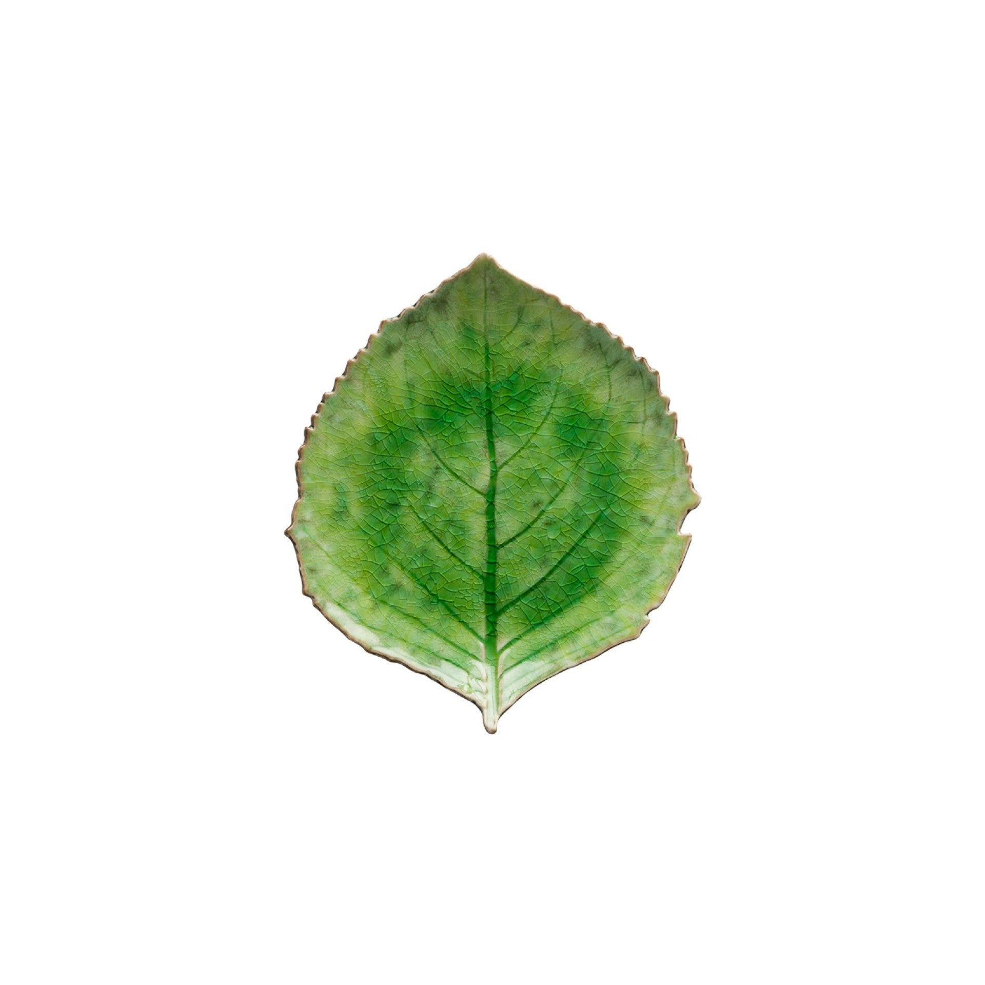 Riviera Hydrangea Leaf